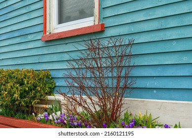 The exterior of a vintage blue building with horizontal lap board siding. The glass window is closed with red and white trim. There are purple flowers in the red flowerbox along green shrubs. 