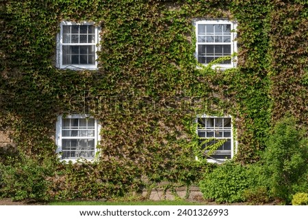 The exterior wall of an old red brick building with glass double hung windows. The trim around the windows is white wood. The wall is covered in green ivy with lush leaves. The wall is covered in ivy.