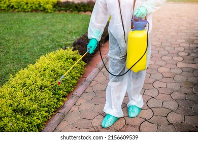 Exterminator In Work Wear Outdoors Spraying Plants With A Natural Insecticide.