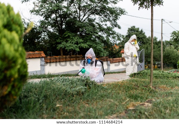 Exterminators outdoors in work wear spraying\
pesticide with\
sprayer.