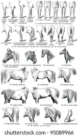 The external shape of horses. Publication of the book "Meyers Konversations-Lexikon", Volume 7, Leipzig, Germany, 1910