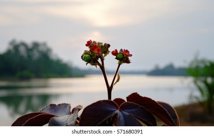 Externally Pretty, Internally Poisonous | Highly Toxic Ricin Poison Plant Known Scientifically Ricinus Communis Or Castor Bean Plant. 