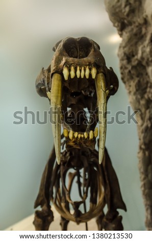 Extinct big smilodon cat predator fossil