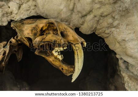 Extinct big smilodon cat predator fossil