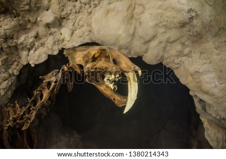 Extinct big smilodon cat predator fossil