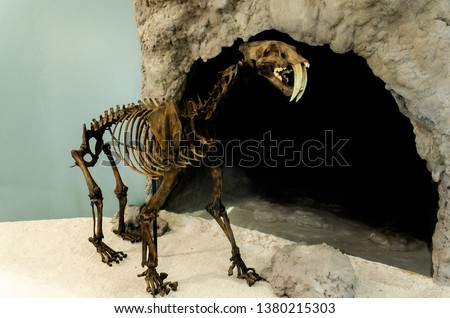 Extinct big smilodon cat predator fossil