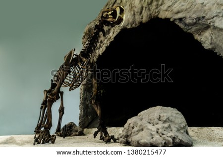 Extinct big smilodon cat predator fossil