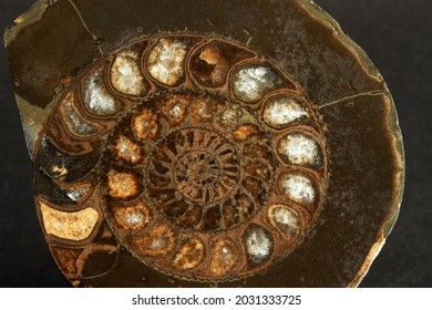 The Extinct family of Ammonites were closely related to the modern Cephalopods like the Nautilus. During fossilisation the gas filled septa have filled with minerals  that maintained the structure