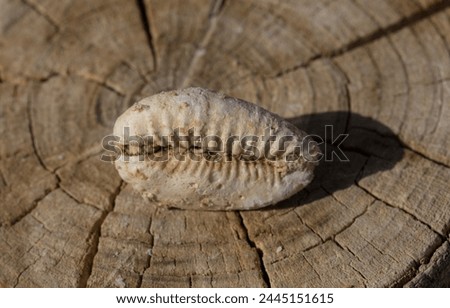 An extinct fossil shell of cypraea cowrie. Mauritia mauritiana, (humpback, chocolate, mourning, Mauritius cowry), a marine gastropod mollusc in the family Cypraeidae.