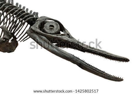 Extincted ichthyosaurus' skull isolated on white background