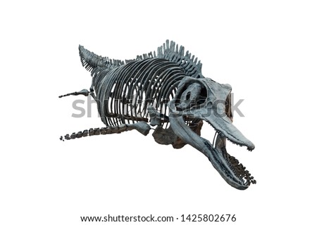 Extincted ichthyosaurus' skull isolated on white background