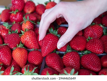 Extra big size strawberry in a box of perfect strawberries. Female hand holding a large berry. Handpicked fresh Greek  fruit. Full frame.