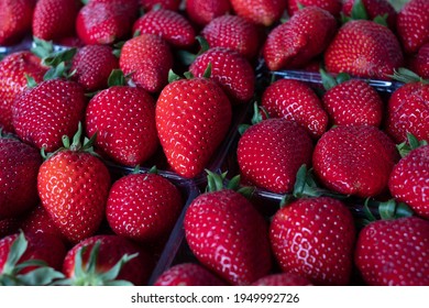 Extra big size strawberry in a box of perfect strawberries. Handpicked fresh Greek  fruit. Full frame.