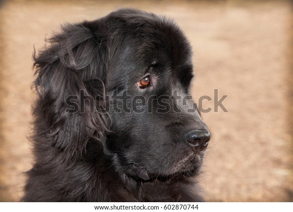 Extra Large Black Newfoundland Dog Profile Stock Photo (edit Now) 602870744