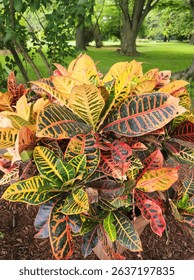 extra large croton (Codiaeum Variegatum)