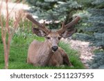 Extra large male mule deer with giant antlers relaxing on the well groomed grass in the neighborhood looking right at me in Colorado USA