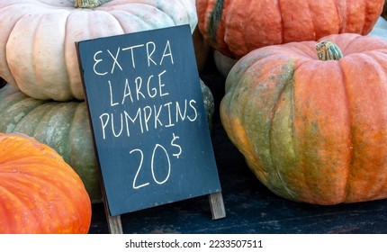 Extra large pumpkins are for sale at a farm market in Michigan USA, in green, white and orange colors - Shutterstock ID 2233507511