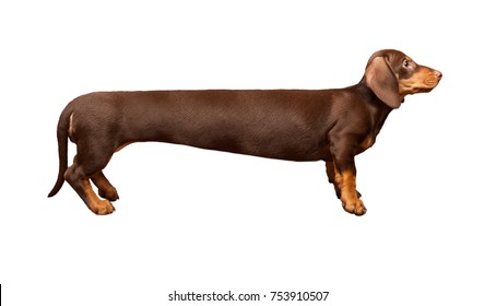 Extra long dachshund, manipulated image of a very Long Dachshund, standing in front of white background, studio shot.
