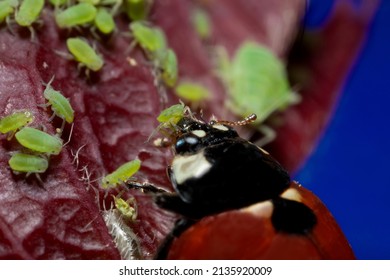 extra macro  5x image of a ladybug  sitting on a rose leaf and destroying eats green aphids close up Ladybird
