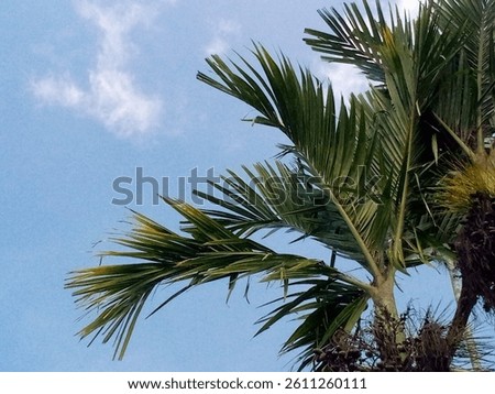 The extra ordinary areca plam tree
