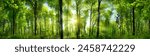 Extra wide panorama of an amazing scenic forest with fresh green beech trees and the sun casting its rays of light through the foliage