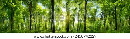 Similar – Image, Stock Photo Wide green park landscape in fine weather with a large meadow in the foreground and a group of trees and bushes in the background