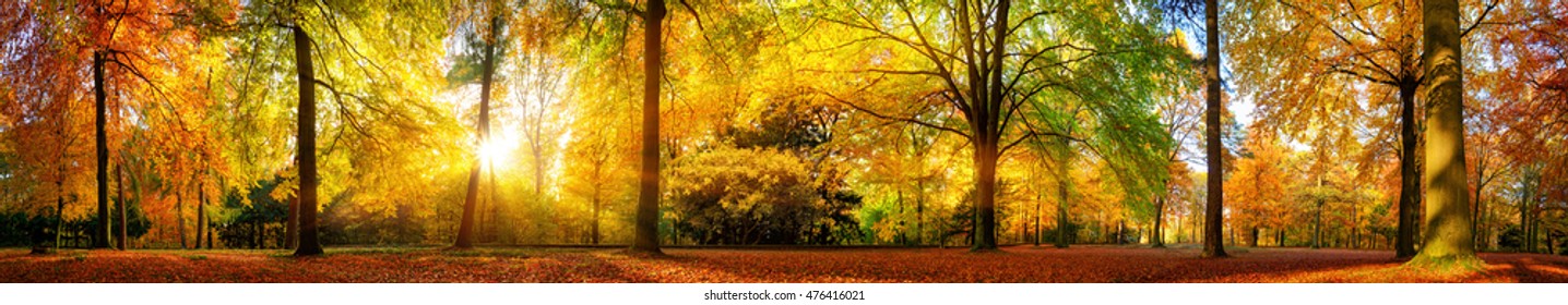 Очень широкая панорама великолепного леса осенью, живописный пейзаж с приятным теплым солнцем