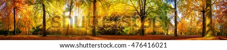Extra wide panorama of a gorgeous forest in autumn, a scenic landscape with pleasant warm sunshine