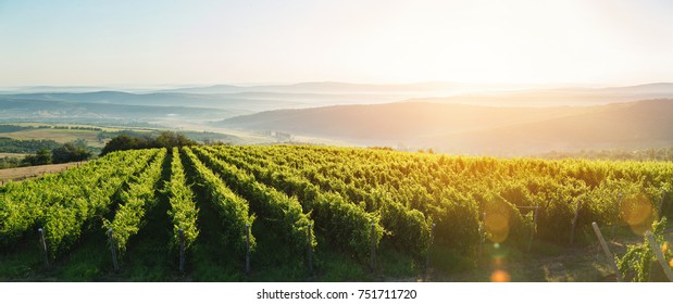 Extra wide panoramic shot of a summer vineyard shot at sunset - Shutterstock ID 751711720