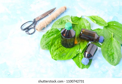 extract of plantain in a jar. Medicinal plants. - Shutterstock ID 1100742731