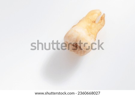 The extracted tooth is on a white  background, Dental surgery concept. Macro photography of a pulled tooth. Copy space. Selective focus