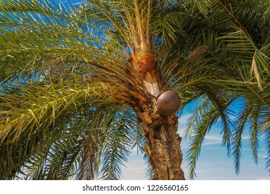 Extraction Date Palm Juicekheerpayesh Collected Sap Stock Photo (Edit ...