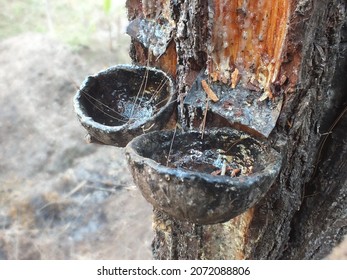 Extraction Of Plant Gum From The Rubber Tree, Indonesian