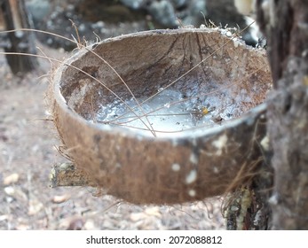 Extraction Of Plant Gum From The Rubber Tree, Indonesian