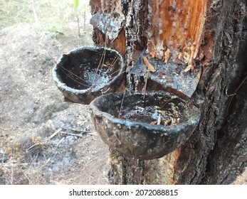 Extraction Of Plant Gum From The Rubber Tree, Indonesian