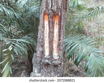 Extraction Of Plant Gum From The Rubber Tree, Indonesian