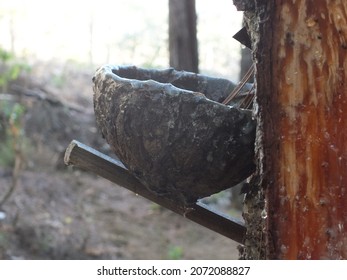 Extraction Of Plant Gum From The Rubber Tree, Indonesian