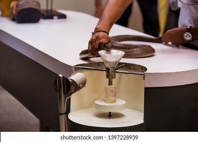 Extraction Of Snake Poison.milking Snake For Venom.Snake Venom