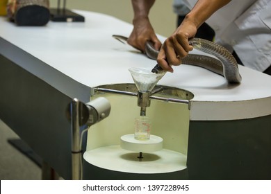 Extraction Of Snake Poison.milking Snake For Venom.Snake Venom