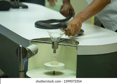 Extraction Of Snake Poison.milking Snake For Venom.Snake Venom