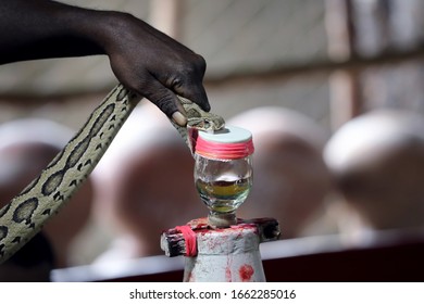 Extraction Of Snake Venom. India