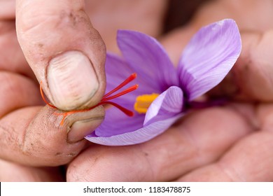 Extraction of stigmas of saffron in France - Shutterstock ID 1183478875