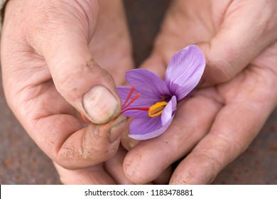 Extraction of stigmas of saffron in France - Shutterstock ID 1183478881