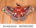 Extraordinary beauty with the Cecropia moth