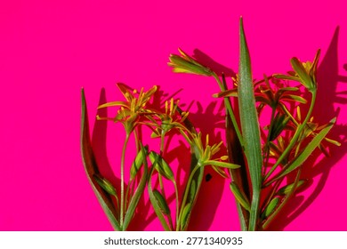 Extravagant spring composition featuring yellow gagea flowers on a vivid pink background with deep sunlight shadows.