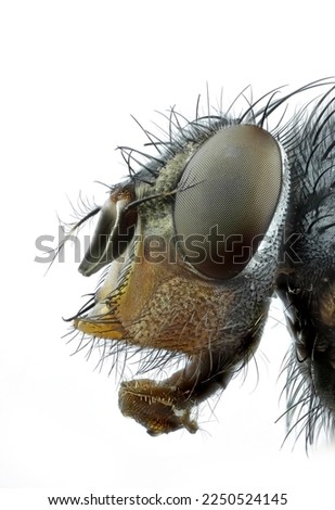 extrem macro 5x, house fly ,Moscarda Big Fly, bottle fly Calliphora vicina isolated on white background