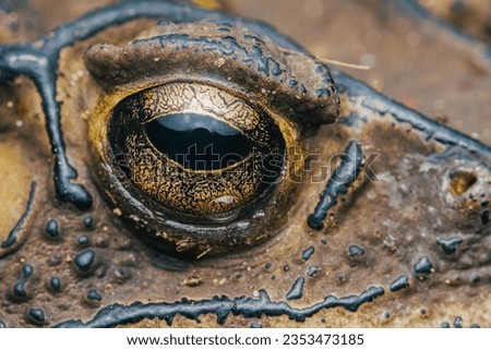Extrem macro of Toad eye, Detail of toad eye. 