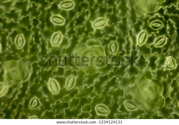Extrem\
magnification - Stomatas in a green\
leaf