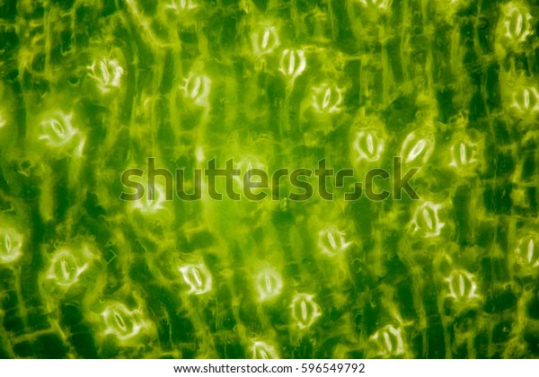 Extrem\
magnification - Stomatas in a green\
leaf