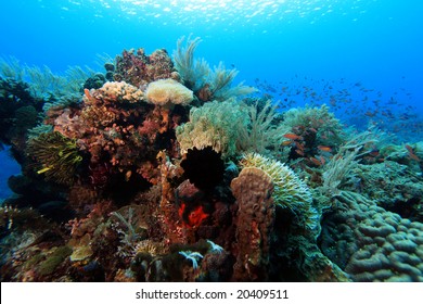 The extreme activety of an indo pacific coral reef